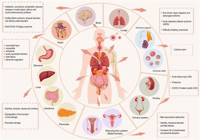 Therapeutic prospects of ceRNAs in COVID-19